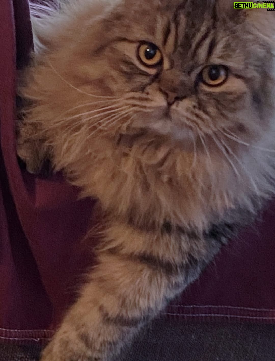 Ayşegül Aldinç - 10.1K Likes - “Kediler insanları yargılamaz; şişman ya da aptal hissettirmezler!”
Canım kedilerim benim...😻🧿😽
Dünya Kediler günü kutlu olsun!
@aysegulunkedileri8 
🐾🐈🐈‍⬛
#dünyakedilergünü
#zuzu #miu
#osman #adem