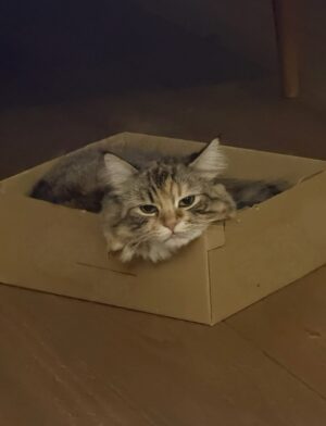 Ayşegül Aldinç Instagram - “Kediler insanları yargılamaz; şişman ya da aptal hissettirmezler!”
Canım kedilerim benim...😻🧿😽
Dünya Kediler günü kutlu olsun!
@aysegulunkedileri8 
🐾🐈🐈‍⬛
#dünyakedilergünü
#zuzu #miu
#osman #adem