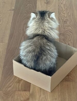 Ayşegül Aldinç Instagram - “Kediler insanları yargılamaz; şişman ya da aptal hissettirmezler!”
Canım kedilerim benim...😻🧿😽
Dünya Kediler günü kutlu olsun!
@aysegulunkedileri8 
🐾🐈🐈‍⬛
#dünyakedilergünü
#zuzu #miu
#osman #adem