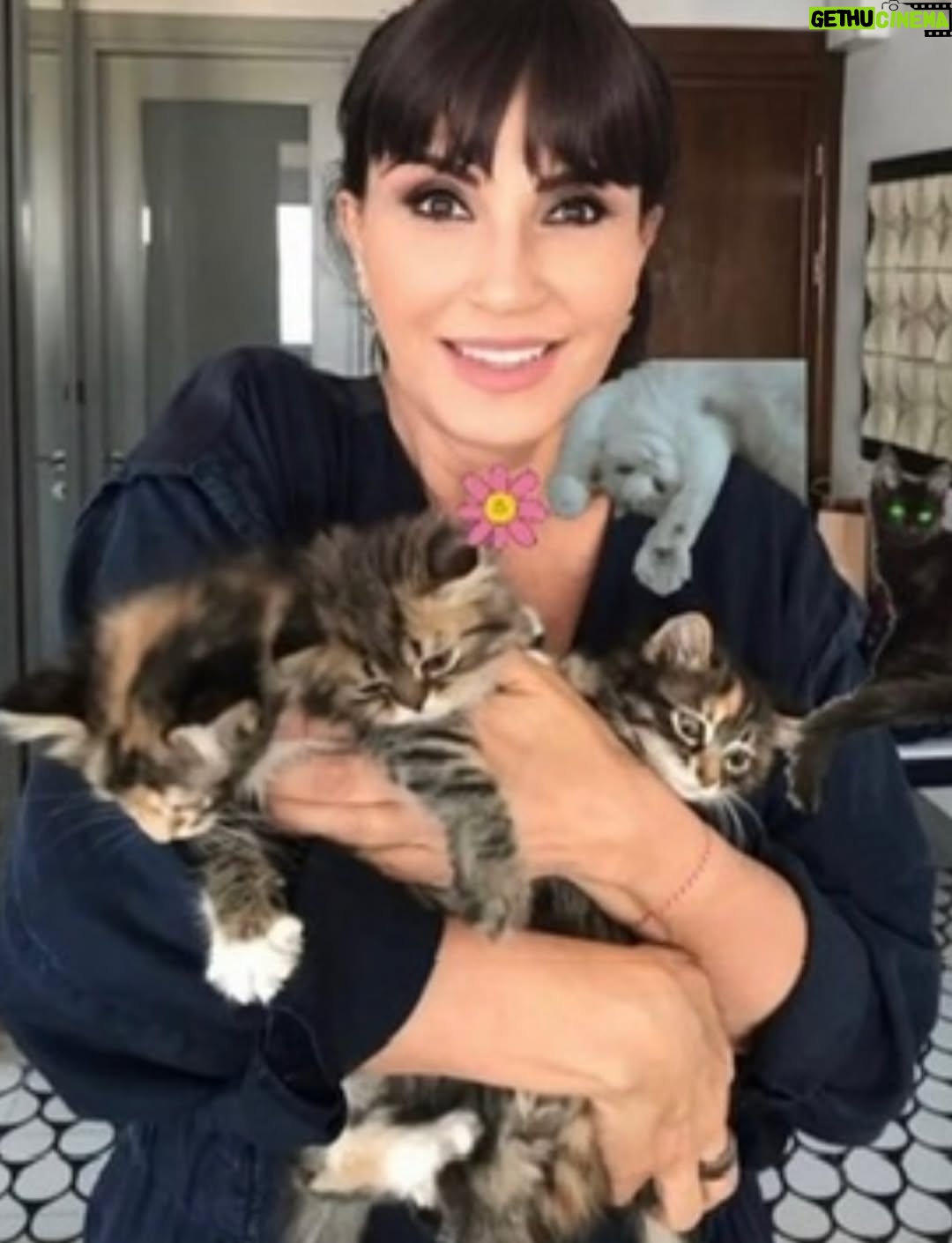 Ayşegül Aldinç - 10.1K Likes - “Kediler insanları yargılamaz; şişman ya da aptal hissettirmezler!”
Canım kedilerim benim...😻🧿😽
Dünya Kediler günü kutlu olsun!
@aysegulunkedileri8 
🐾🐈🐈‍⬛
#dünyakedilergünü
#zuzu #miu
#osman #adem