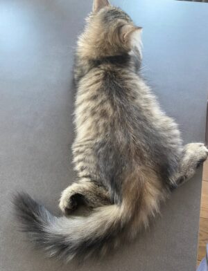 Ayşegül Aldinç Instagram - “Kediler insanları yargılamaz; şişman ya da aptal hissettirmezler!”
Canım kedilerim benim...😻🧿😽
Dünya Kediler günü kutlu olsun!
@aysegulunkedileri8 
🐾🐈🐈‍⬛
#dünyakedilergünü
#zuzu #miu
#osman #adem