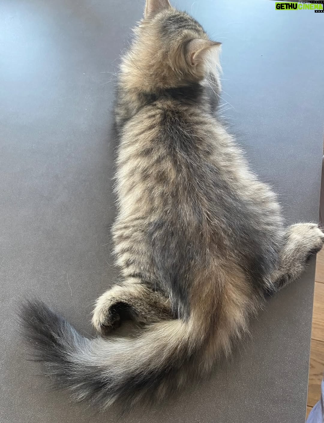 Ayşegül Aldinç - 10.1K Likes - “Kediler insanları yargılamaz; şişman ya da aptal hissettirmezler!”
Canım kedilerim benim...😻🧿😽
Dünya Kediler günü kutlu olsun!
@aysegulunkedileri8 
🐾🐈🐈‍⬛
#dünyakedilergünü
#zuzu #miu
#osman #adem