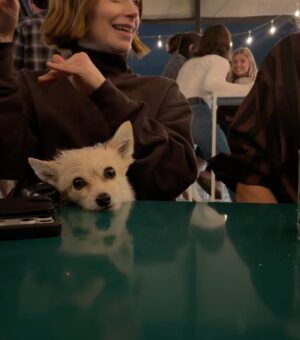 Brittany Snow Instagram - Lately. Working on Season 2 (so far) with our mascot Charlie. 🤠