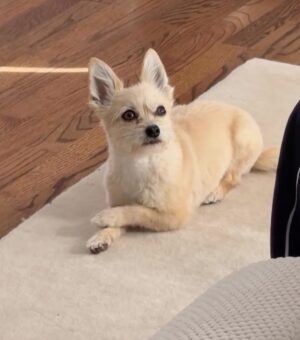 Brittany Snow Instagram - Lately. Working on Season 2 (so far) with our mascot Charlie. 🤠