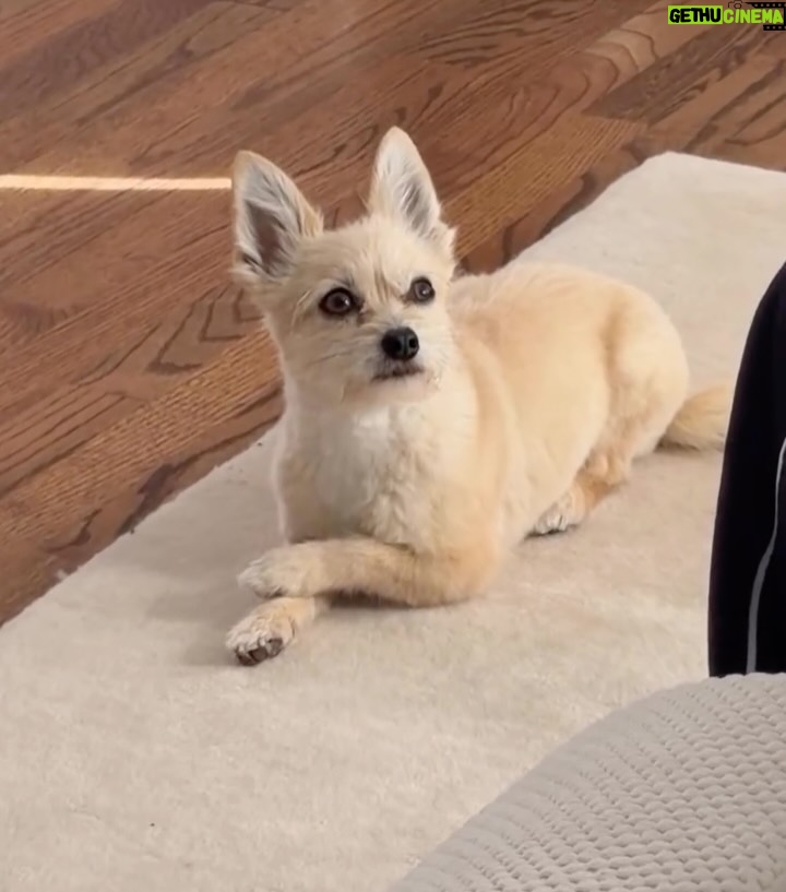 Brittany Snow - 155K Likes - Lately. Working on Season 2 (so far) with our mascot Charlie. 🤠