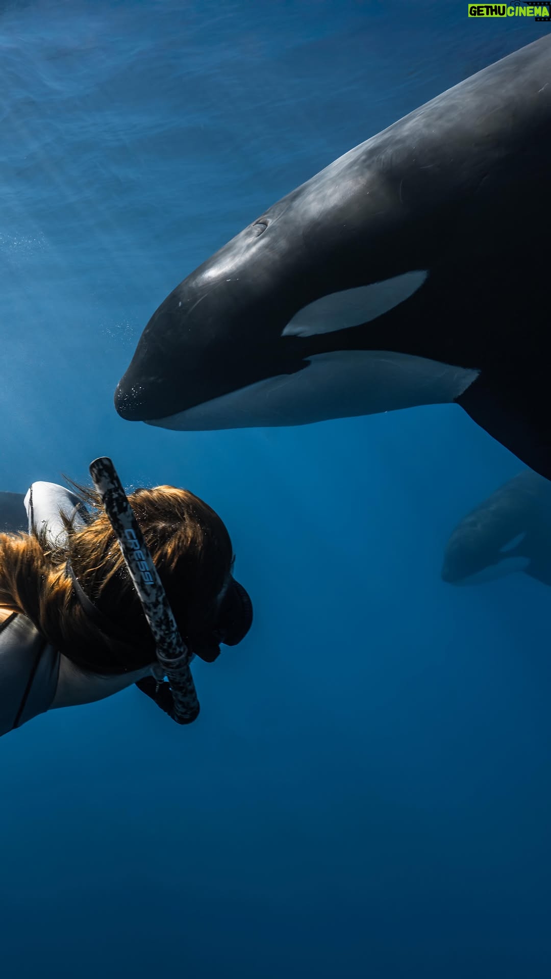 Carmel Rose - 7.2K Likes - This day I woke up with the simple intention of diving w/ @alexsharks_ but never in my wildest dreams did I imagine we would be gifted a moment like this. 

Our beautiful ocean opened its heart and welcomed us into the presence of seven majestic orcas. What I cherish most about this encounter was the feeling that washed over me, pure freedom. Not just for me but for them. They were right where they were meant to be, in the open ocean, side by side with their loved ones, roaming endlessly through the world they were born to explore.

Yet today, many orcas are still held in captivity.. animals who once traveled up to 100 miles a day now confined to tanks millions of times smaller than their natural range. Experiencing only stress, isolation and a longing for the freedom they deserve. I encourage you to help these incredible beings find their way back to the lives they were meant to live. Spread awareness, say no to supporting captive orcas/dolphins parks and stand behind laws that protect them from captivity. 

1. Don’t buy a ticket to captivity shows 
2. Go to the open ocean only with certified operators that prioritize the wellbeing of marine life. 
3. Spread the word about misinformation and poor education in the topic.. this is the biggest threat to these animals. 

Together, we can help ensure that more orcas live the way these seven did! Wild, free and exactly where they belong 💙
 
Onboard @apexoceandivers 
 #emptythetanks