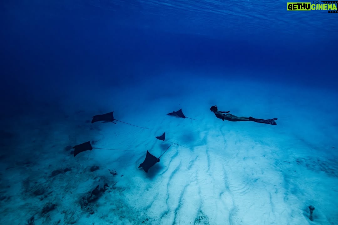 Carmel Rose - 9.2K Likes - Breaking up the fashion week content to share with you a special diving adventure @perrinjames1 & I just went on in the Bahamas 🇧🇸 all aboard Noverra

 (aka Harbor House)