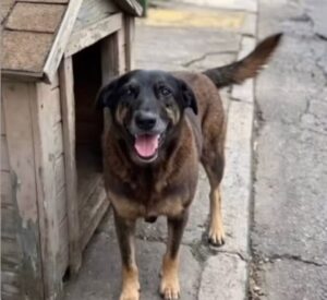 Catia Fonseca Instagram - Orelha nĆ£o era āsóā um cachorro.
Orelha era uma vida. E toda vida importa humana ou animal.
NinguƩm tem o direito de tirar, ferir ou violentar uma vida dessa forma.
O que fizeram com o Orelha Ʃ crime, Ʃ crueldade, Ʃ falta absoluta de humanidade e precisa de justiƧa.
Quando soube dessa história, senti uma tristeza profunda e uma revolta imensa diante da frieza e da falta de amor desses jovens.
Porque quem jÔ amou um animal sabe: eles nos dão amor todos os dias, de forma incondicional. Eles sentem quando estamos mal, quando o dia pesa, quando o coração dói.
Que essa crueldade não seja esquecida.
Que não fique impune.
Por Orelha.
Por todas as vidas que não podem se defender.
JustiƧa por Orelha. šš¾