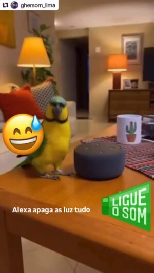 Catia Fonseca Instagram - Olha a cara de pau desse papagaio! Imagina vc que pulou o carnaval e chegou de manhã passando por isso! Kkkkkk 😂😂

Claro que sabemos que é IA mas é fofo demais