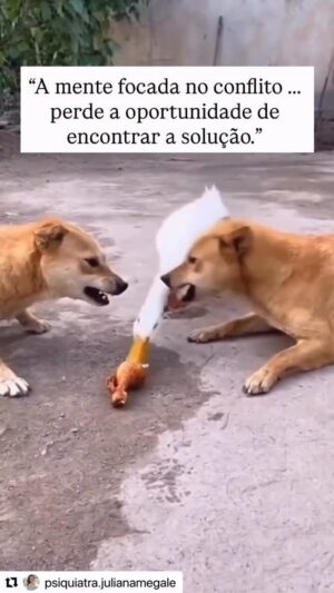 Catia Fonseca Instagram - Me vi nesse vídeo! E eu era um dos cachorrinhos kkk. E vc me diz quem seria. 😂
