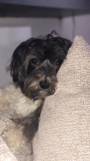 Christine Lampard Instagram - Our little girl is 10! #minnie 🐾 🎂