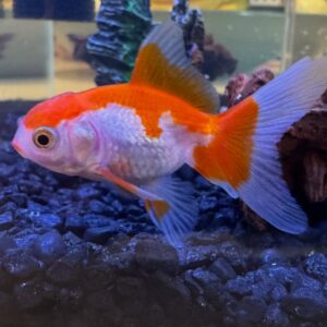 Constance Wu Instagram - I got my kids a goldfish. My daughter named it “Goldie.” I also got them a snail. My son named it “PeepeePoopoo.”