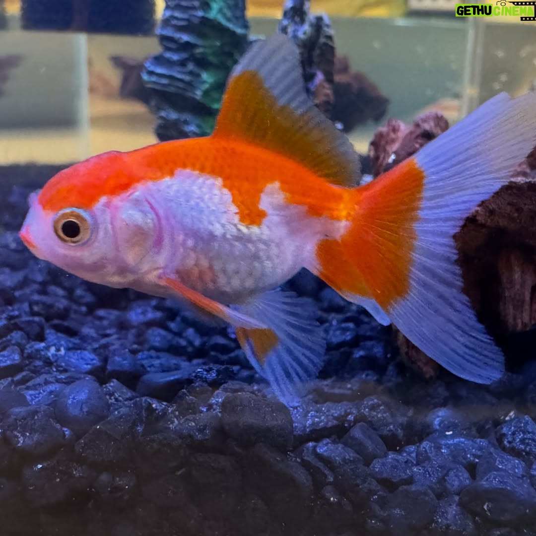 Constance Wu - 5.6K Likes - I got my kids a goldfish. My daughter named it “Goldie.” I also got them a snail. My son named it “PeepeePoopoo.”