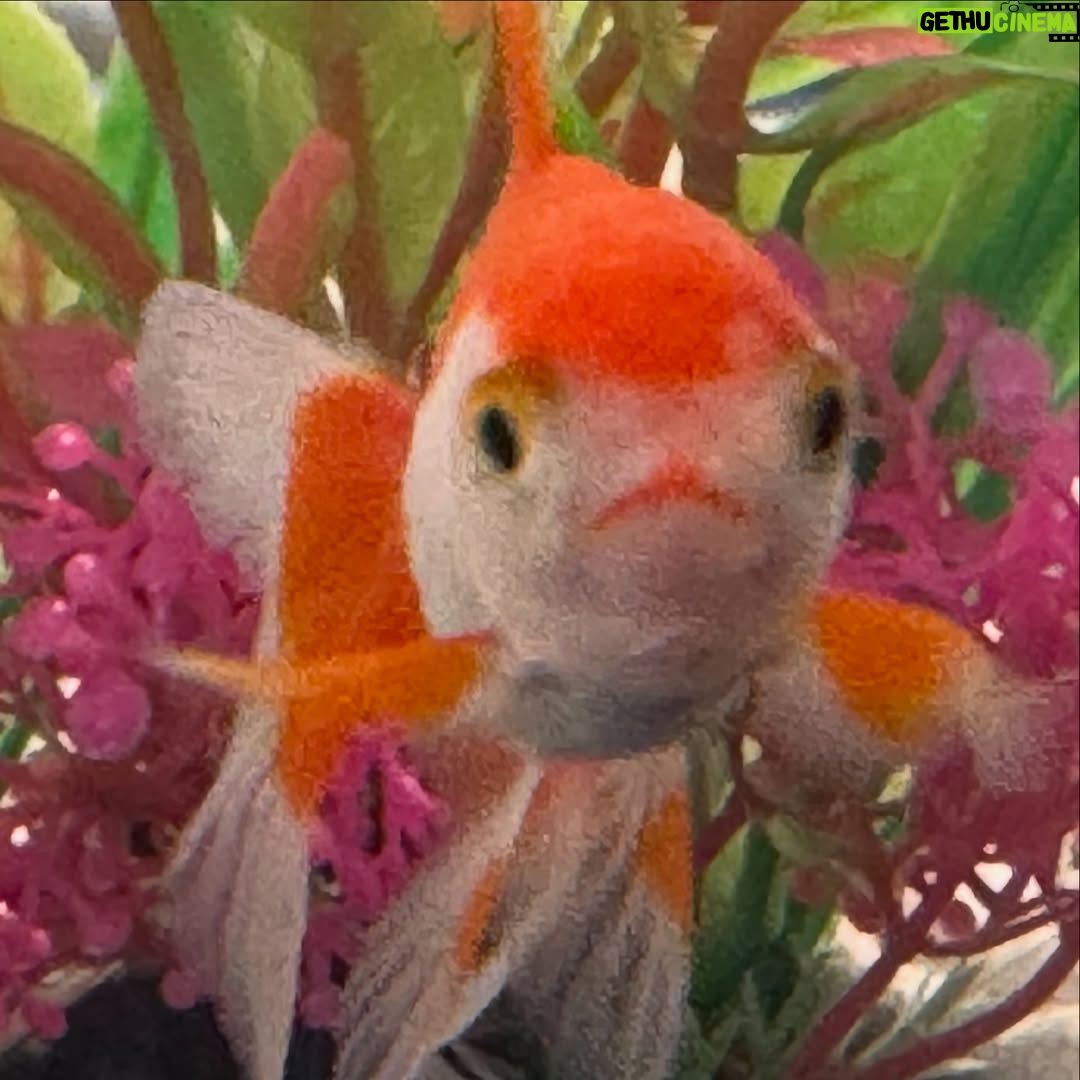 Constance Wu - 5.6K Likes - I got my kids a goldfish. My daughter named it “Goldie.” I also got them a snail. My son named it “PeepeePoopoo.”