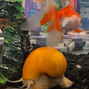 Constance Wu Instagram - I got my kids a goldfish. My daughter named it “Goldie.” I also got them a snail. My son named it “PeepeePoopoo.”