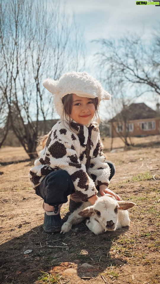 Dana Rogoz - 9.9K Likes - Weekendul acesta a fost printre cele mai frumoase petrecute vreodata la Viscri. In primul rand, am plecat de acasa, din București? cu masina plina de pomi fructiferi! In sfarsit am ajuns la etapa in care am plantat nici mai mult nici mai putin de 18 pomi fructiferi! In al doilea rand, ne-a vizitat acest miel de 1 zi, absolut adorabil, care a si adormit in bratele Liei la un moment dat, pe canapea! Si pentru ca a intrat pe poarta casei noastre exact cand plantam cireși, am botezat-o... Cireșica.