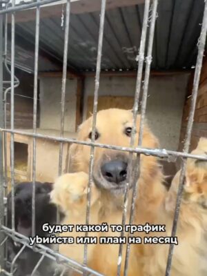 Darya Moroz Instagram - я вам так скажу … мы с вами можем всё!! а сейчас тот случай когда действовать надо немедленно .. 

изменится ли что-то глобально после этого случая ? .. не верю … и думаю , что Красноярск далеко не последний город где такое происходит и будет происходить .. но думать об этом мы сейчас не можем … 
сейчас мы думаем  о 1000 собак .. которых начиная с 1 марта начнут усыплять .. 
и давайте не будем сквернословить .. это ничего не изменит .. давайте распространять информацию и помогать материально .. 50, 100 , 1000 .. не важно … важно не допустить того , что потом уже никогда не исправить … 

и ещё , КРАСНОЯРСК .. я знаю , что уже 60 собак нашли свой дом .. и это вы ❤️ .. вы подарили им жизнь … реву .. 

@smertniki.bereg.krsk ❤️ ребята , храни вас бог 🫂 

я буду благодарна за репосты ! не стесняйтесь их делать .. через 24 часа эти видео исчезнут , но за это время информация разлетится и все вместе мы сделаем ОДНО БОЛЬШОЕ ДЕЛО .. #красноярск #собакикрасноярска 
____________________
Финансовую помощь на постройку приюта для этих собак можно оказать:

1. 🅰️ Альфу:
#2200153623917425 
Надежда Александровна М.
(номера карт указан через #, чтобы их было легко скопировать - нажмите на них, скопируйте из строки ввода)
‼️В НАЗНАЧЕНИИ ПЛАТЕЖА ПИШИТЕ «БЛАГОТВОРИТЕЛЬНОСТЬ»‼️

2. ✅ сбор в Сбербанке
https://messenger.online.sberbank.ru/sl/WoLGpEh8M62ek4fix

3. 💳СБП Альфа банк
Надежда Александровна М
#89832016607
В комментарии обязательно напишите «ОТЛОВ»

4. 🌍 А чтобы совершить помощь из зарубежа - напишите нам @smertniki.bereg.krsk