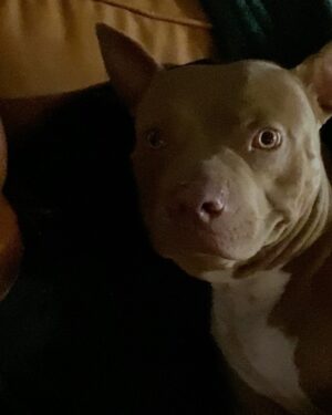 Emma Kotos Instagram - 3 years ago today, I rescued @fuzzynelson from @angelcitypits ❤️🎂 I don’t know his actual birth date but today is the day we choose to celebrate because it’s the day my life changed forever. I used to be very scared of all dogs because of a dog attack when I was young that left me with a scar on my right eye. Fuzzy has taught me a lot about dogs. He has taught me a lot about unconditional love. He is my son, my best friend, my baby, and my whole world. I have done and will do anything for him to have the best life possible.
To my Fuzzy Nelson, Nelly Belly, Fuzz light year, Nelrooni, stinky boy…I love you and happy birthday ❤️