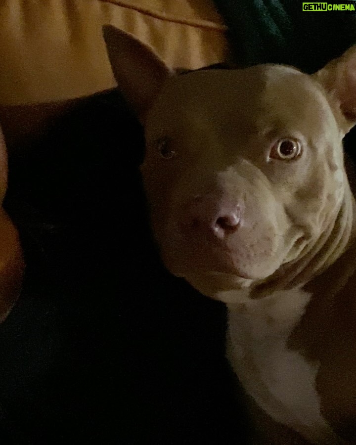 Emma Kotos - 4.6K Likes - 3 years ago today, I rescued @fuzzynelson from @angelcitypits ❤️🎂 I don’t know his actual birth date but today is the day we choose to celebrate because it’s the day my life changed forever. I used to be very scared of all dogs because of a dog attack when I was young that left me with a scar on my right eye. Fuzzy has taught me a lot about dogs. He has taught me a lot about unconditional love. He is my son, my best friend, my baby, and my whole world. I have done and will do anything for him to have the best life possible. 
To my Fuzzy Nelson, Nelly Belly, Fuzz light year, Nelrooni, stinky boy…I love you and happy birthday ❤️