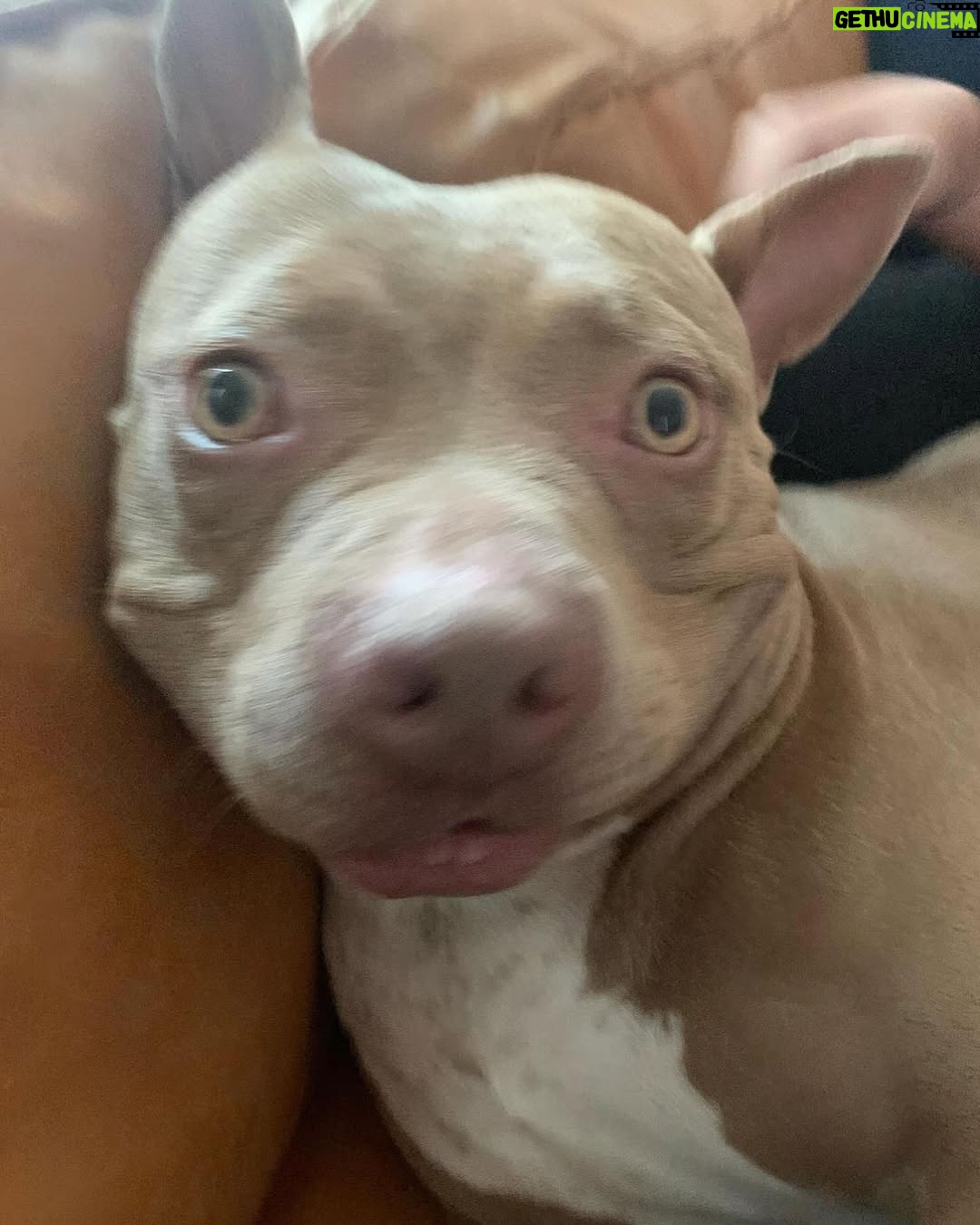 Emma Kotos - 4.6K Likes - 3 years ago today, I rescued @fuzzynelson from @angelcitypits ❤️🎂 I don’t know his actual birth date but today is the day we choose to celebrate because it’s the day my life changed forever. I used to be very scared of all dogs because of a dog attack when I was young that left me with a scar on my right eye. Fuzzy has taught me a lot about dogs. He has taught me a lot about unconditional love. He is my son, my best friend, my baby, and my whole world. I have done and will do anything for him to have the best life possible. 
To my Fuzzy Nelson, Nelly Belly, Fuzz light year, Nelrooni, stinky boy…I love you and happy birthday ❤️