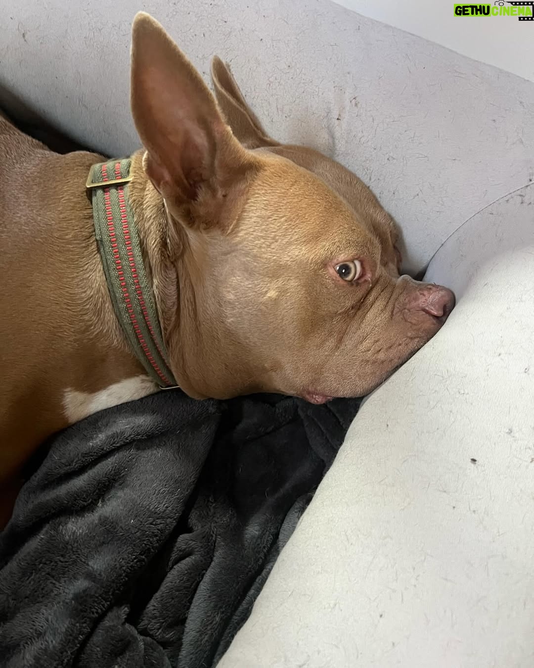 Emma Kotos - 4.6K Likes - 3 years ago today, I rescued @fuzzynelson from @angelcitypits ❤️🎂 I don’t know his actual birth date but today is the day we choose to celebrate because it’s the day my life changed forever. I used to be very scared of all dogs because of a dog attack when I was young that left me with a scar on my right eye. Fuzzy has taught me a lot about dogs. He has taught me a lot about unconditional love. He is my son, my best friend, my baby, and my whole world. I have done and will do anything for him to have the best life possible. 
To my Fuzzy Nelson, Nelly Belly, Fuzz light year, Nelrooni, stinky boy…I love you and happy birthday ❤️