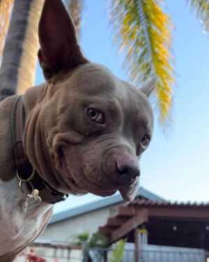 Emma Kotos Instagram - 3 years ago today, I rescued @fuzzynelson from @angelcitypits ❤️🎂 I don’t know his actual birth date but today is the day we choose to celebrate because it’s the day my life changed forever. I used to be very scared of all dogs because of a dog attack when I was young that left me with a scar on my right eye. Fuzzy has taught me a lot about dogs. He has taught me a lot about unconditional love. He is my son, my best friend, my baby, and my whole world. I have done and will do anything for him to have the best life possible.
To my Fuzzy Nelson, Nelly Belly, Fuzz light year, Nelrooni, stinky boy…I love you and happy birthday ❤️
