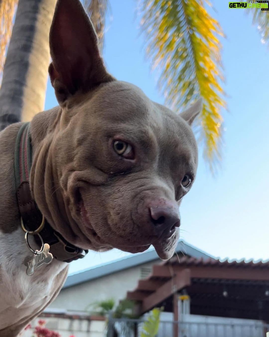 Emma Kotos - 4.6K Likes - 3 years ago today, I rescued @fuzzynelson from @angelcitypits ❤️🎂 I don’t know his actual birth date but today is the day we choose to celebrate because it’s the day my life changed forever. I used to be very scared of all dogs because of a dog attack when I was young that left me with a scar on my right eye. Fuzzy has taught me a lot about dogs. He has taught me a lot about unconditional love. He is my son, my best friend, my baby, and my whole world. I have done and will do anything for him to have the best life possible. 
To my Fuzzy Nelson, Nelly Belly, Fuzz light year, Nelrooni, stinky boy…I love you and happy birthday ❤️