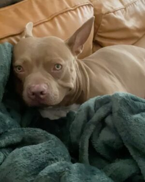 Emma Kotos Instagram - 3 years ago today, I rescued @fuzzynelson from @angelcitypits ❤️🎂 I don’t know his actual birth date but today is the day we choose to celebrate because it’s the day my life changed forever. I used to be very scared of all dogs because of a dog attack when I was young that left me with a scar on my right eye. Fuzzy has taught me a lot about dogs. He has taught me a lot about unconditional love. He is my son, my best friend, my baby, and my whole world. I have done and will do anything for him to have the best life possible.
To my Fuzzy Nelson, Nelly Belly, Fuzz light year, Nelrooni, stinky boy…I love you and happy birthday ❤️