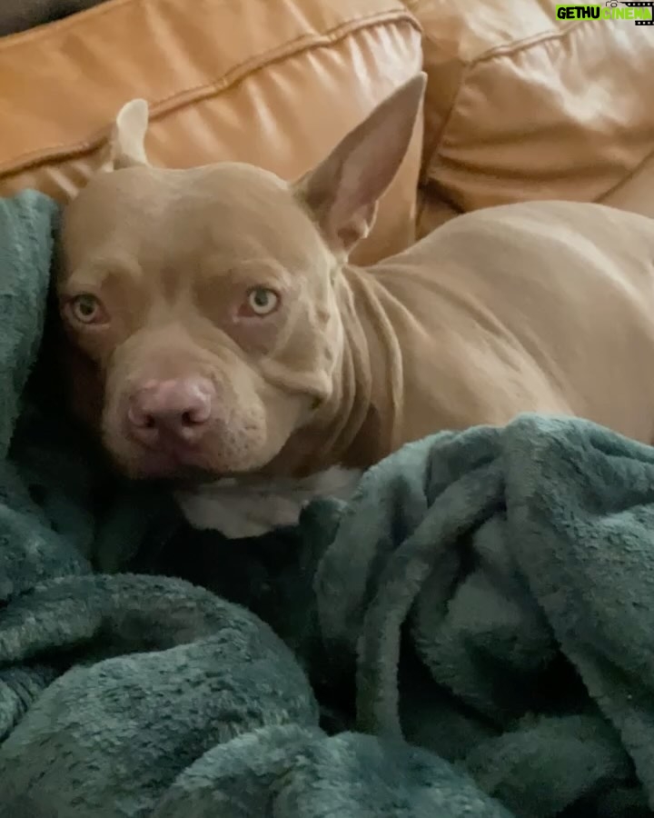 Emma Kotos - 4.6K Likes - 3 years ago today, I rescued @fuzzynelson from @angelcitypits ❤️🎂 I don’t know his actual birth date but today is the day we choose to celebrate because it’s the day my life changed forever. I used to be very scared of all dogs because of a dog attack when I was young that left me with a scar on my right eye. Fuzzy has taught me a lot about dogs. He has taught me a lot about unconditional love. He is my son, my best friend, my baby, and my whole world. I have done and will do anything for him to have the best life possible. 
To my Fuzzy Nelson, Nelly Belly, Fuzz light year, Nelrooni, stinky boy…I love you and happy birthday ❤️