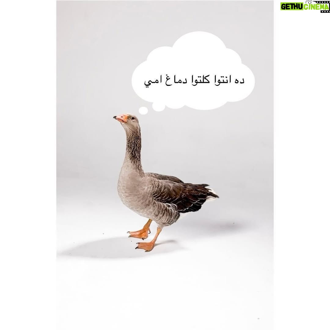Hagar El Ebiary - 1.2K Likes - 🙄🙄🙄 #الوزة_الذهبية  #موقف #ساندي #دياب