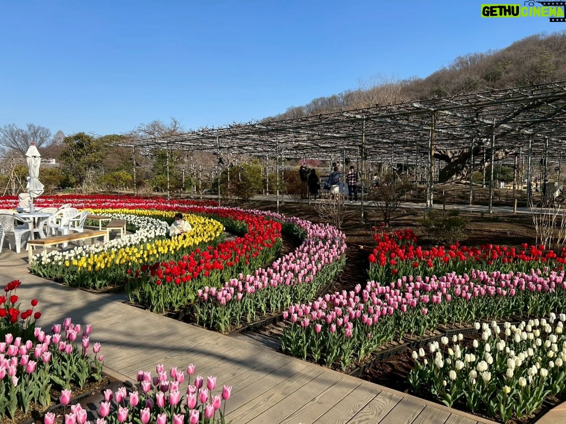 Haru - 69.5K Likes - 🌷
春を感じに出かけた日。
また寒くなってるから、みんなあったかくね！
2枚目の写真、どこにいるでしょうか？💐