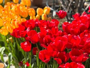 Haru Instagram - 🌷
春を感じに出かけた日。
また寒くなってるから、みんなあったかくね！
2枚目の写真、どこにいるでしょうか？💐