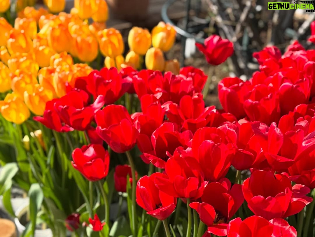 Haru - 69.5K Likes - 🌷
春を感じに出かけた日。
また寒くなってるから、みんなあったかくね！
2枚目の写真、どこにいるでしょうか？💐