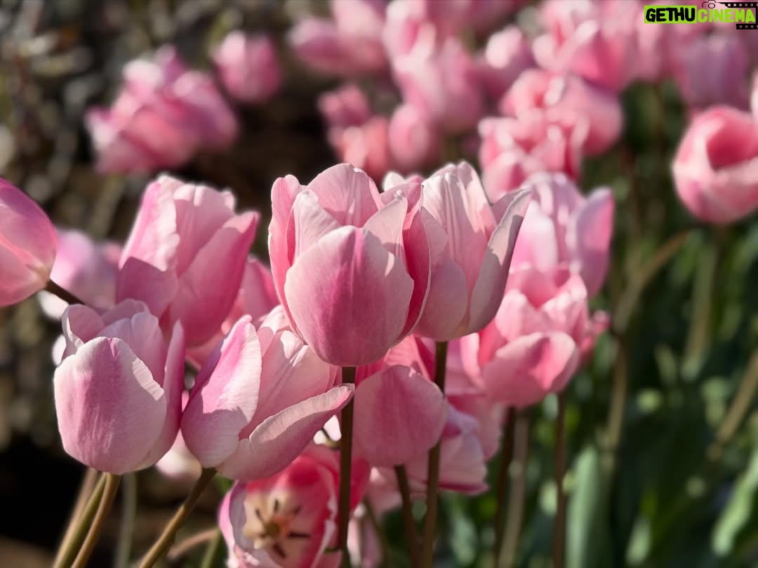 Haru - 69.5K Likes - 🌷
春を感じに出かけた日。
また寒くなってるから、みんなあったかくね！
2枚目の写真、どこにいるでしょうか？💐