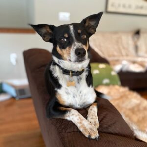 Hilary Swank Instagram - So this happened and it was unexpected… Although any soul transition seems unexpected, doesn’t it? Even if you have time to process it, long before it happens. It still feels sudden. And surreal. And ever so heartbreaking. Please help me in saying goodbye to our dear four-legged family member, Kai. 
He was a such a good boy, and if there’s one thing he’ll always be remembered for, it was his sneaky way of becoming everyone’s favorite, when you least expected it. 💘
You will be missed beyond measure. Thank you for being next to me, so steadfast, through so many years and so many transitions. I love you, always and forever. 
See you later, my boy with the polka dot feet and polka dot belly. 🐾🌈🐶