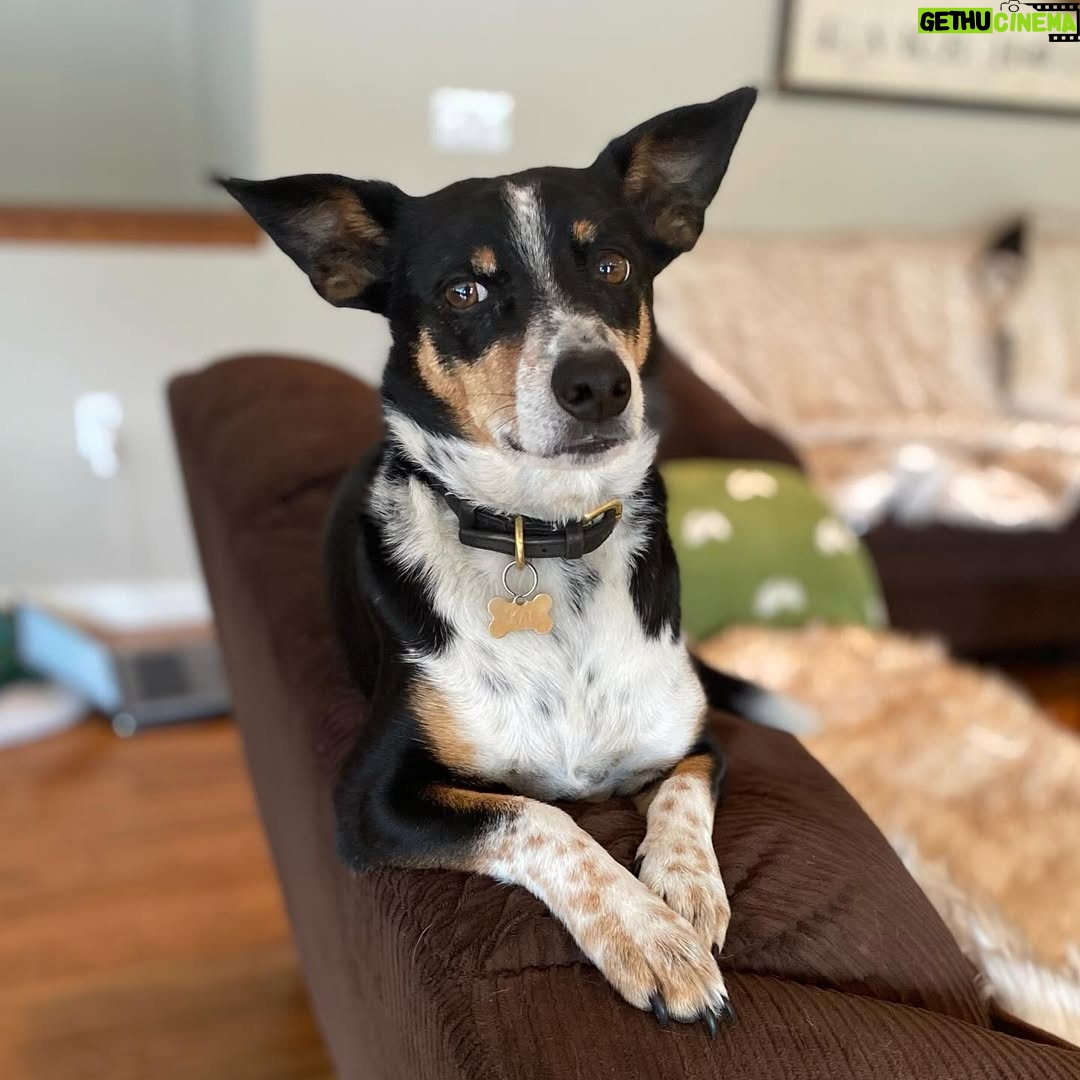 Hilary Swank - 206.4K Likes - So this happened and it was unexpected… Although any soul transition seems unexpected, doesn’t it? Even if you have time to process it, long before it happens. It still feels sudden. And surreal. And ever so heartbreaking. Please help me in saying goodbye to our dear four-legged family member, Kai. 
He was a such a good boy, and if there’s one thing he’ll always be remembered for, it was his sneaky way of becoming everyone’s favorite, when you least expected it. 💘
You will be missed beyond measure. Thank you for being next to me, so steadfast, through so many years and so many transitions. I love you, always and forever. 
See you later, my boy with the polka dot feet and polka dot belly. 🐾🌈🐶