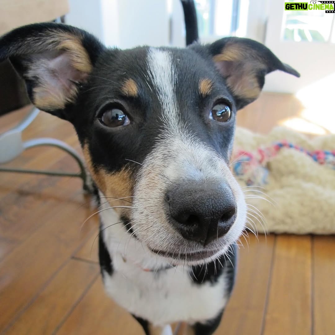 Hilary Swank - 206.4K Likes - So this happened and it was unexpected… Although any soul transition seems unexpected, doesn’t it? Even if you have time to process it, long before it happens. It still feels sudden. And surreal. And ever so heartbreaking. Please help me in saying goodbye to our dear four-legged family member, Kai. 
He was a such a good boy, and if there’s one thing he’ll always be remembered for, it was his sneaky way of becoming everyone’s favorite, when you least expected it. 💘
You will be missed beyond measure. Thank you for being next to me, so steadfast, through so many years and so many transitions. I love you, always and forever. 
See you later, my boy with the polka dot feet and polka dot belly. 🐾🌈🐶