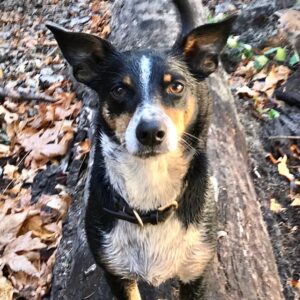 Hilary Swank Instagram - So this happened and it was unexpected… Although any soul transition seems unexpected, doesn’t it? Even if you have time to process it, long before it happens. It still feels sudden. And surreal. And ever so heartbreaking. Please help me in saying goodbye to our dear four-legged family member, Kai. 
He was a such a good boy, and if there’s one thing he’ll always be remembered for, it was his sneaky way of becoming everyone’s favorite, when you least expected it. 💘
You will be missed beyond measure. Thank you for being next to me, so steadfast, through so many years and so many transitions. I love you, always and forever. 
See you later, my boy with the polka dot feet and polka dot belly. 🐾🌈🐶