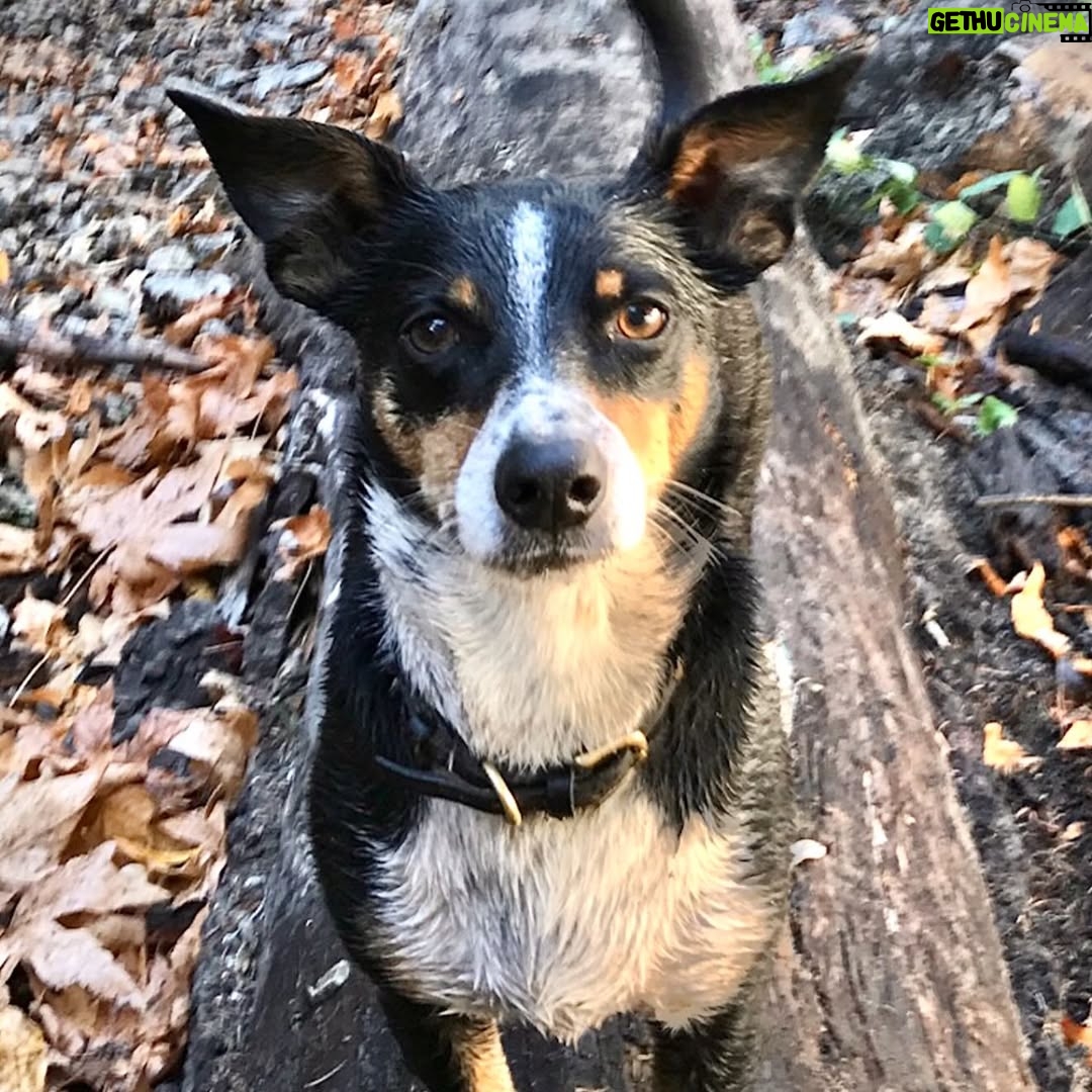 Hilary Swank - 206.4K Likes - So this happened and it was unexpected… Although any soul transition seems unexpected, doesn’t it? Even if you have time to process it, long before it happens. It still feels sudden. And surreal. And ever so heartbreaking. Please help me in saying goodbye to our dear four-legged family member, Kai. 
He was a such a good boy, and if there’s one thing he’ll always be remembered for, it was his sneaky way of becoming everyone’s favorite, when you least expected it. 💘
You will be missed beyond measure. Thank you for being next to me, so steadfast, through so many years and so many transitions. I love you, always and forever. 
See you later, my boy with the polka dot feet and polka dot belly. 🐾🌈🐶