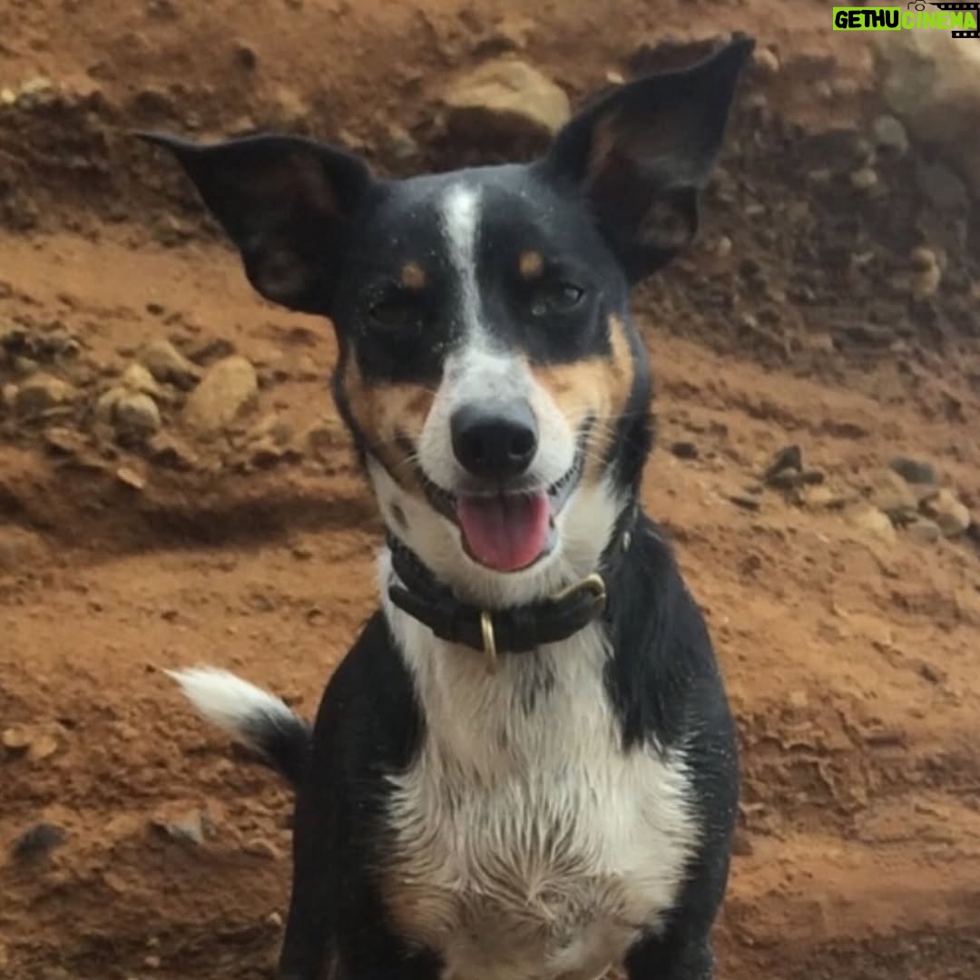Hilary Swank - 206.4K Likes - So this happened and it was unexpected… Although any soul transition seems unexpected, doesn’t it? Even if you have time to process it, long before it happens. It still feels sudden. And surreal. And ever so heartbreaking. Please help me in saying goodbye to our dear four-legged family member, Kai. 
He was a such a good boy, and if there’s one thing he’ll always be remembered for, it was his sneaky way of becoming everyone’s favorite, when you least expected it. 💘
You will be missed beyond measure. Thank you for being next to me, so steadfast, through so many years and so many transitions. I love you, always and forever. 
See you later, my boy with the polka dot feet and polka dot belly. 🐾🌈🐶