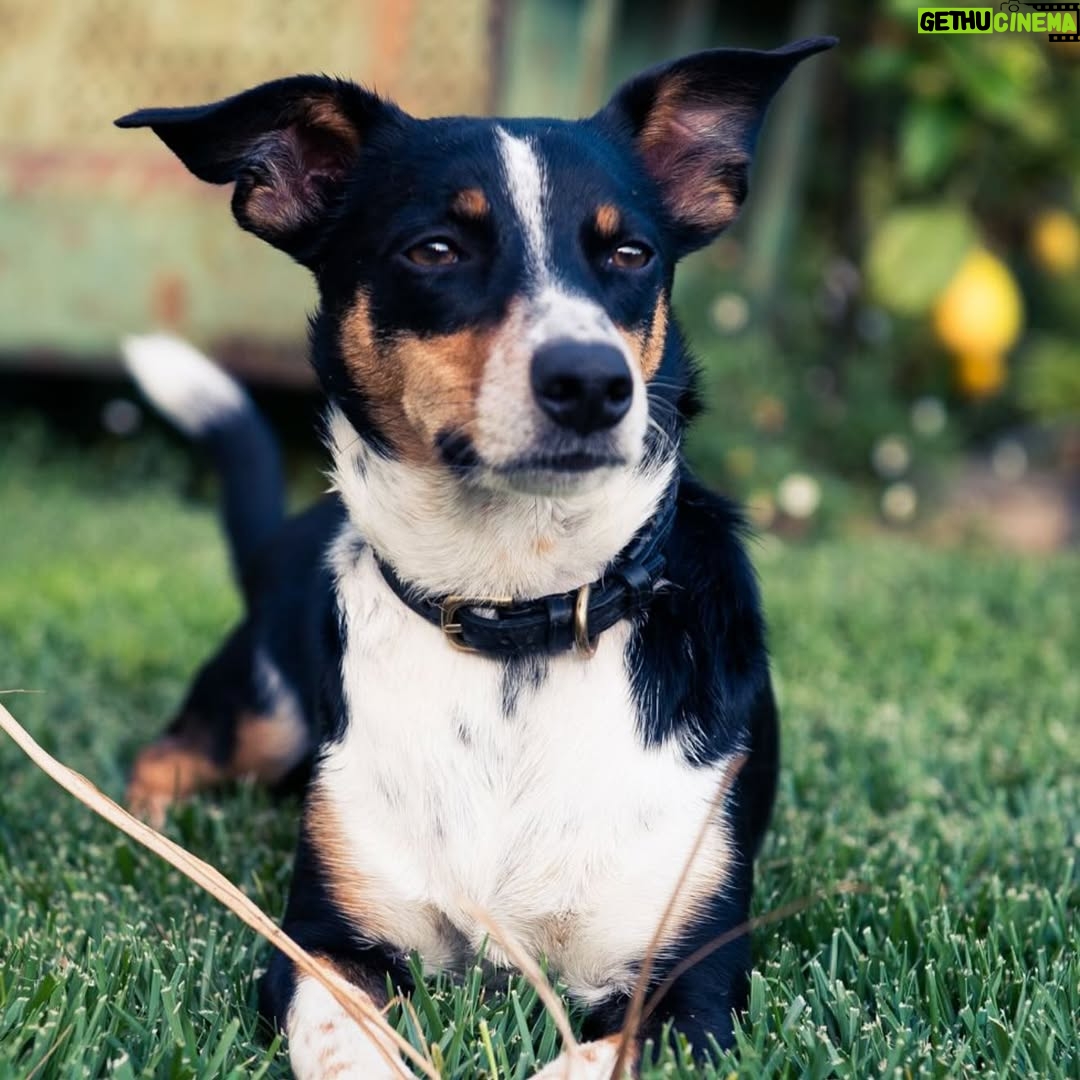 Hilary Swank - 206.4K Likes - So this happened and it was unexpected… Although any soul transition seems unexpected, doesn’t it? Even if you have time to process it, long before it happens. It still feels sudden. And surreal. And ever so heartbreaking. Please help me in saying goodbye to our dear four-legged family member, Kai. 
He was a such a good boy, and if there’s one thing he’ll always be remembered for, it was his sneaky way of becoming everyone’s favorite, when you least expected it. 💘
You will be missed beyond measure. Thank you for being next to me, so steadfast, through so many years and so many transitions. I love you, always and forever. 
See you later, my boy with the polka dot feet and polka dot belly. 🐾🌈🐶