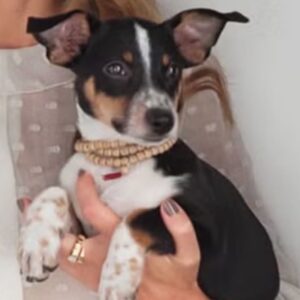 Hilary Swank Instagram - So this happened and it was unexpected… Although any soul transition seems unexpected, doesn’t it? Even if you have time to process it, long before it happens. It still feels sudden. And surreal. And ever so heartbreaking. Please help me in saying goodbye to our dear four-legged family member, Kai. 
He was a such a good boy, and if there’s one thing he’ll always be remembered for, it was his sneaky way of becoming everyone’s favorite, when you least expected it. 💘
You will be missed beyond measure. Thank you for being next to me, so steadfast, through so many years and so many transitions. I love you, always and forever. 
See you later, my boy with the polka dot feet and polka dot belly. 🐾🌈🐶