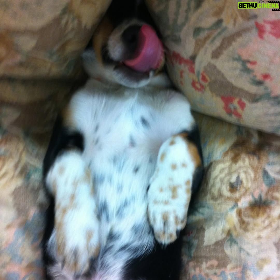 Hilary Swank - 206.4K Likes - So this happened and it was unexpected… Although any soul transition seems unexpected, doesn’t it? Even if you have time to process it, long before it happens. It still feels sudden. And surreal. And ever so heartbreaking. Please help me in saying goodbye to our dear four-legged family member, Kai. 
He was a such a good boy, and if there’s one thing he’ll always be remembered for, it was his sneaky way of becoming everyone’s favorite, when you least expected it. 💘
You will be missed beyond measure. Thank you for being next to me, so steadfast, through so many years and so many transitions. I love you, always and forever. 
See you later, my boy with the polka dot feet and polka dot belly. 🐾🌈🐶