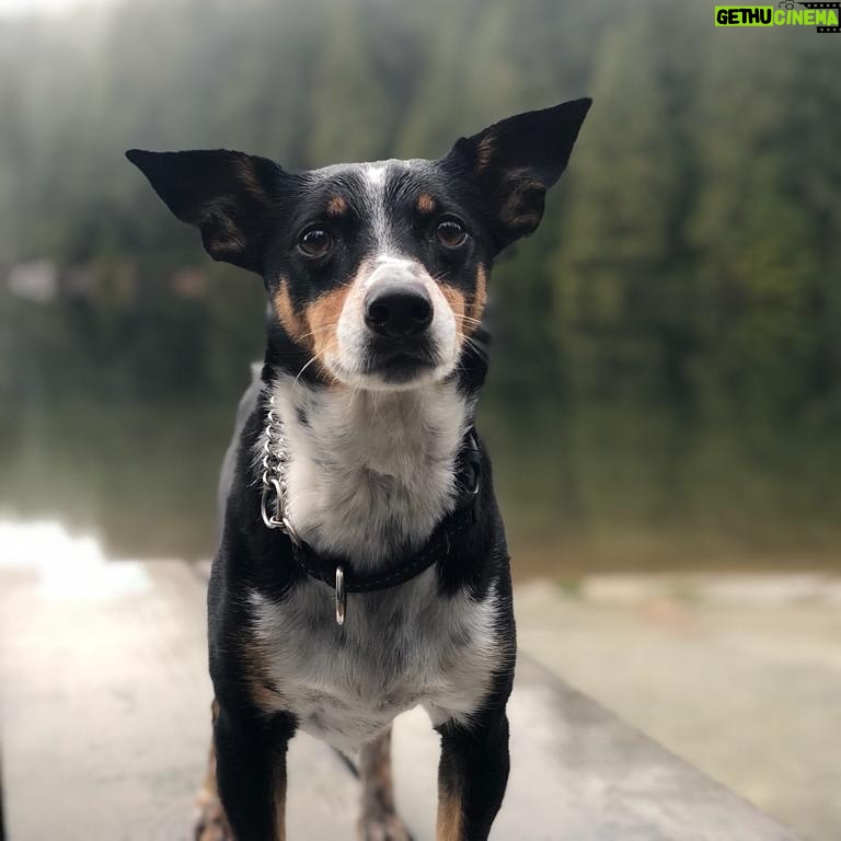 Hilary Swank - 206.4K Likes - So this happened and it was unexpected… Although any soul transition seems unexpected, doesn’t it? Even if you have time to process it, long before it happens. It still feels sudden. And surreal. And ever so heartbreaking. Please help me in saying goodbye to our dear four-legged family member, Kai. 
He was a such a good boy, and if there’s one thing he’ll always be remembered for, it was his sneaky way of becoming everyone’s favorite, when you least expected it. 💘
You will be missed beyond measure. Thank you for being next to me, so steadfast, through so many years and so many transitions. I love you, always and forever. 
See you later, my boy with the polka dot feet and polka dot belly. 🐾🌈🐶