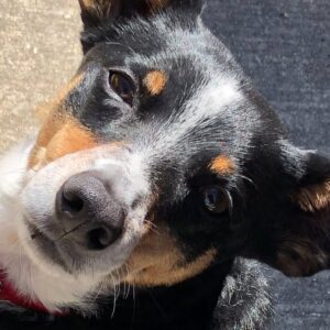 Hilary Swank Instagram - So this happened and it was unexpected… Although any soul transition seems unexpected, doesn’t it? Even if you have time to process it, long before it happens. It still feels sudden. And surreal. And ever so heartbreaking. Please help me in saying goodbye to our dear four-legged family member, Kai. 
He was a such a good boy, and if there’s one thing he’ll always be remembered for, it was his sneaky way of becoming everyone’s favorite, when you least expected it. 💘
You will be missed beyond measure. Thank you for being next to me, so steadfast, through so many years and so many transitions. I love you, always and forever. 
See you later, my boy with the polka dot feet and polka dot belly. 🐾🌈🐶