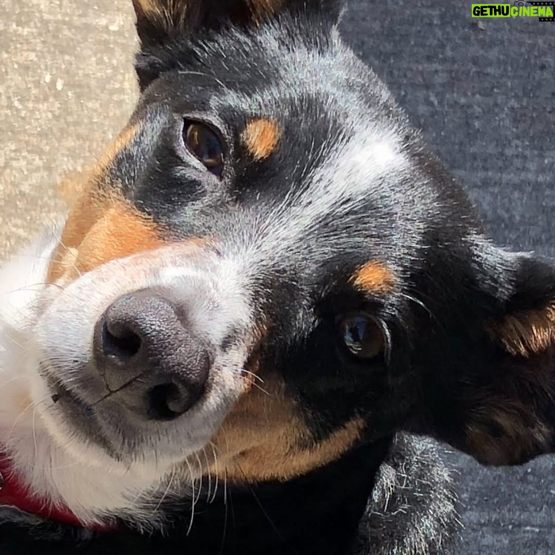 Hilary Swank - 206.4K Likes - So this happened and it was unexpected… Although any soul transition seems unexpected, doesn’t it? Even if you have time to process it, long before it happens. It still feels sudden. And surreal. And ever so heartbreaking. Please help me in saying goodbye to our dear four-legged family member, Kai. 
He was a such a good boy, and if there’s one thing he’ll always be remembered for, it was his sneaky way of becoming everyone’s favorite, when you least expected it. 💘
You will be missed beyond measure. Thank you for being next to me, so steadfast, through so many years and so many transitions. I love you, always and forever. 
See you later, my boy with the polka dot feet and polka dot belly. 🐾🌈🐶