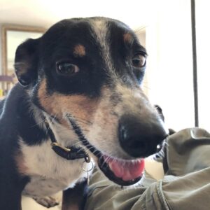 Hilary Swank Instagram - So this happened and it was unexpected… Although any soul transition seems unexpected, doesn’t it? Even if you have time to process it, long before it happens. It still feels sudden. And surreal. And ever so heartbreaking. Please help me in saying goodbye to our dear four-legged family member, Kai. 
He was a such a good boy, and if there’s one thing he’ll always be remembered for, it was his sneaky way of becoming everyone’s favorite, when you least expected it. 💘
You will be missed beyond measure. Thank you for being next to me, so steadfast, through so many years and so many transitions. I love you, always and forever. 
See you later, my boy with the polka dot feet and polka dot belly. 🐾🌈🐶