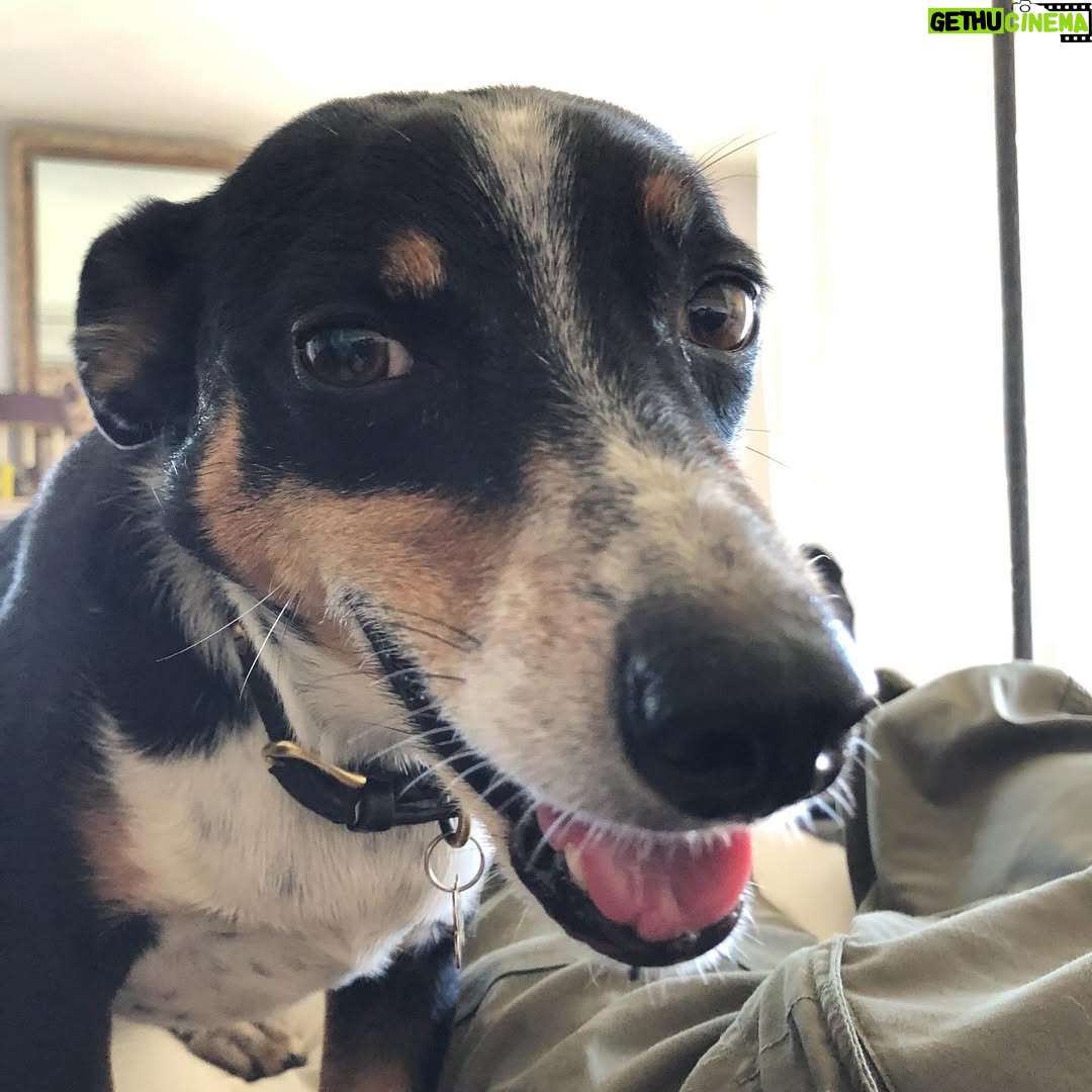 Hilary Swank - 206.4K Likes - So this happened and it was unexpected… Although any soul transition seems unexpected, doesn’t it? Even if you have time to process it, long before it happens. It still feels sudden. And surreal. And ever so heartbreaking. Please help me in saying goodbye to our dear four-legged family member, Kai. 
He was a such a good boy, and if there’s one thing he’ll always be remembered for, it was his sneaky way of becoming everyone’s favorite, when you least expected it. 💘
You will be missed beyond measure. Thank you for being next to me, so steadfast, through so many years and so many transitions. I love you, always and forever. 
See you later, my boy with the polka dot feet and polka dot belly. 🐾🌈🐶