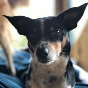 Hilary Swank Instagram - So this happened and it was unexpected… Although any soul transition seems unexpected, doesn’t it? Even if you have time to process it, long before it happens. It still feels sudden. And surreal. And ever so heartbreaking. Please help me in saying goodbye to our dear four-legged family member, Kai. 
He was a such a good boy, and if there’s one thing he’ll always be remembered for, it was his sneaky way of becoming everyone’s favorite, when you least expected it. 💘
You will be missed beyond measure. Thank you for being next to me, so steadfast, through so many years and so many transitions. I love you, always and forever. 
See you later, my boy with the polka dot feet and polka dot belly. 🐾🌈🐶