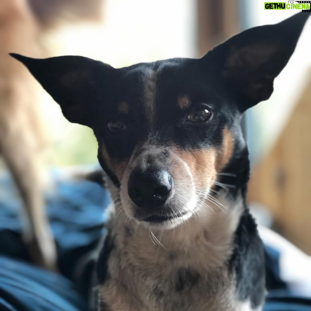 Hilary Swank - 206.4K Likes - So this happened and it was unexpected… Although any soul transition seems unexpected, doesn’t it? Even if you have time to process it, long before it happens. It still feels sudden. And surreal. And ever so heartbreaking. Please help me in saying goodbye to our dear four-legged family member, Kai. 
He was a such a good boy, and if there’s one thing he’ll always be remembered for, it was his sneaky way of becoming everyone’s favorite, when you least expected it. 💘
You will be missed beyond measure. Thank you for being next to me, so steadfast, through so many years and so many transitions. I love you, always and forever. 
See you later, my boy with the polka dot feet and polka dot belly. 🐾🌈🐶